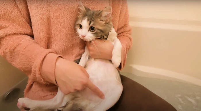 投稿者さんの膝の上でシャンプーされる猫