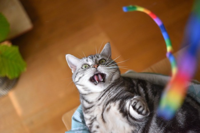 虹色の紐のおもちゃで遊ぶ猫