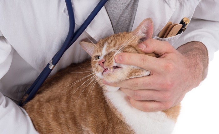 獣医に歯を見られる猫
