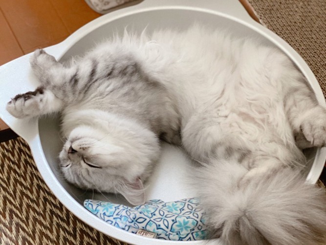 猫鍋で眠る猫