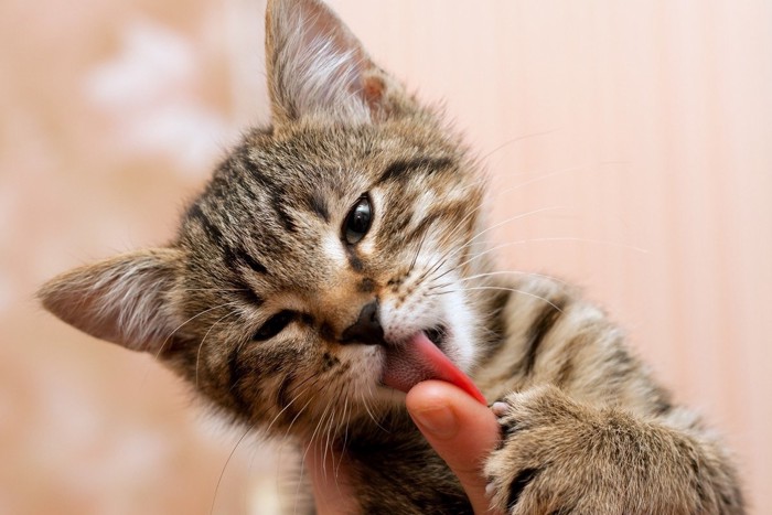 人の指を舐める子猫