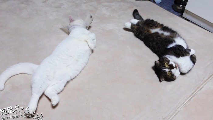 仰向けで寝る2匹の猫