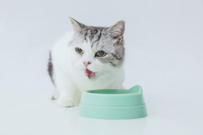 グリーンのフードボウルで食事する猫
