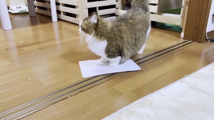 白い紙の上に乗る猫