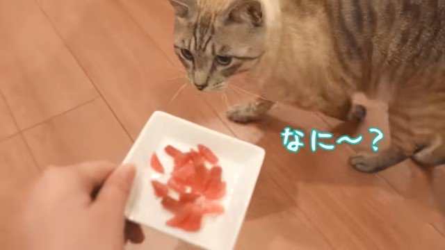 マグロの載った皿と猫