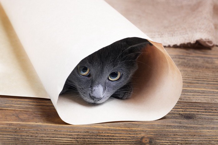 紙に包まる灰色猫