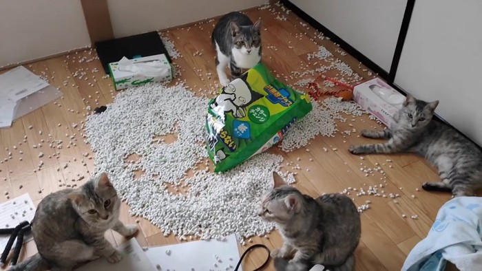 散らばる猫砂と4匹の猫