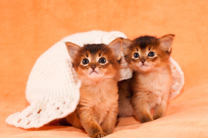 つぶらな瞳の2匹のソマリの子猫