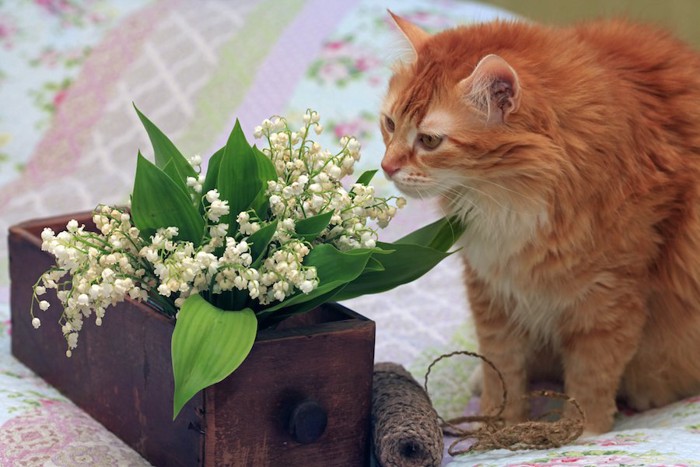 観葉植物の匂いを嗅ぐ猫
