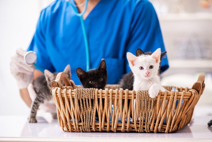 子猫と獣医師