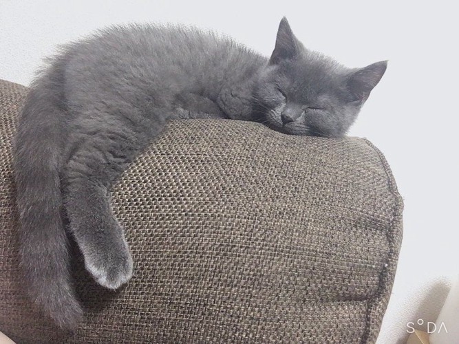 ソファーの上で眠る猫