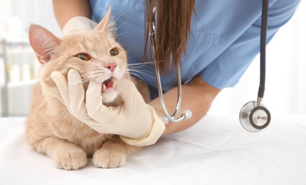 獣医師に口を触られている猫