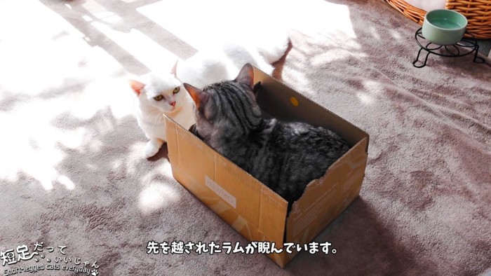 箱に入る縞模様の猫とそれを見る白猫