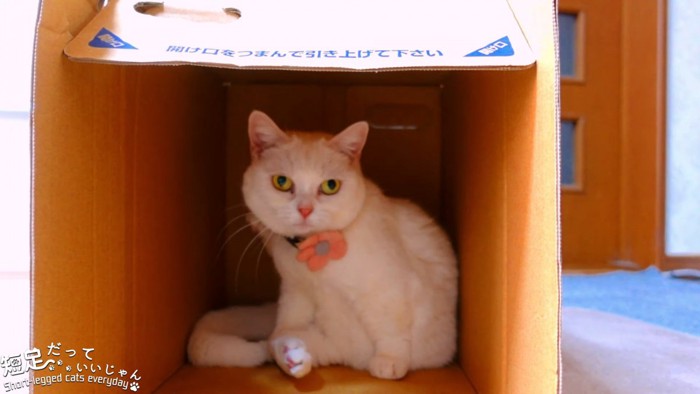 箱の中で座る白猫