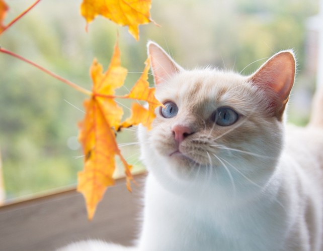 葉を見つめる猫