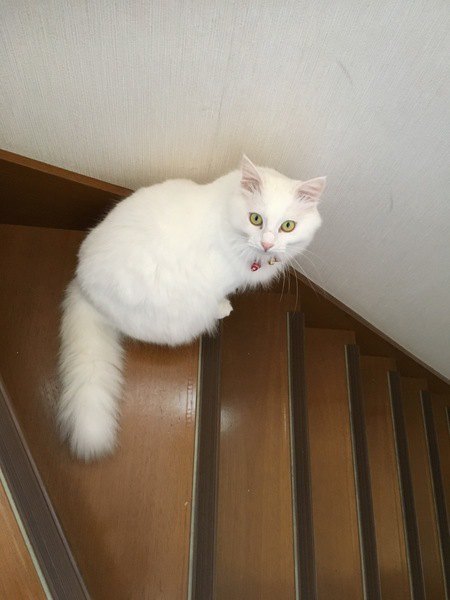 階段で見返る白猫