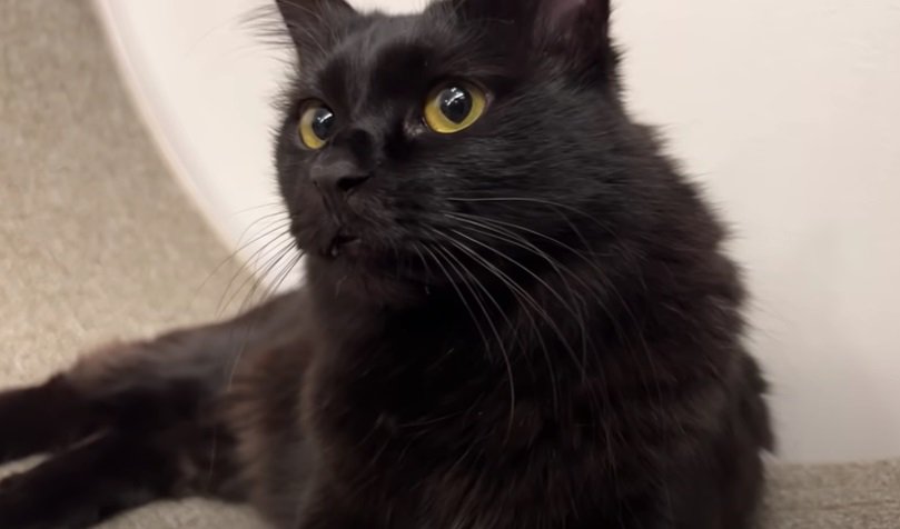 穏やかな表情を浮かべる黒猫