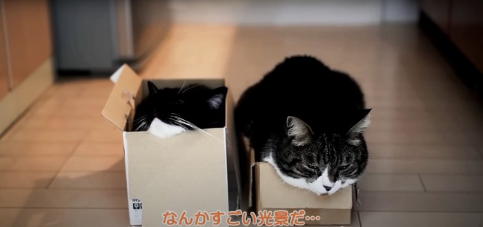 箱の中で寝る猫たち