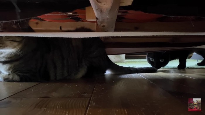 ソファーの下のキジトラと黒猫