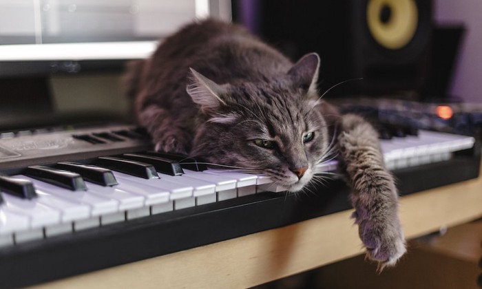 ピアノの鍵盤の上で眠る猫
