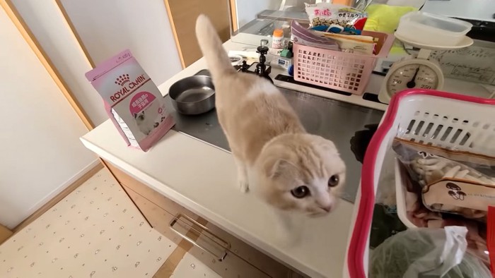 キッチンにいる猫