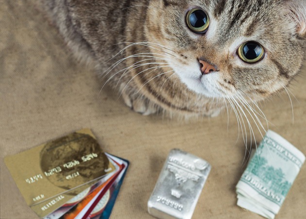 クレジットカードと猫