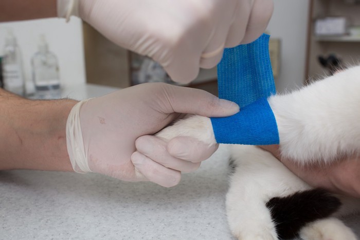 猫の足に包帯をまく獣医師の写真