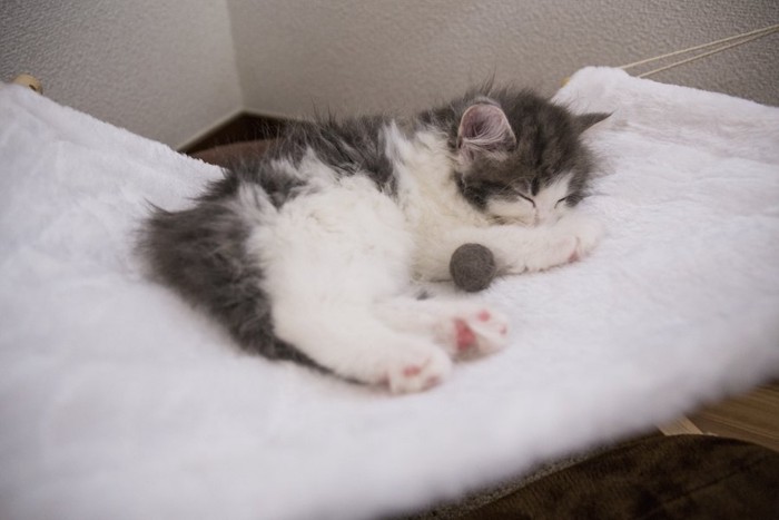 夏用ベッドのハンモックで眠る子猫