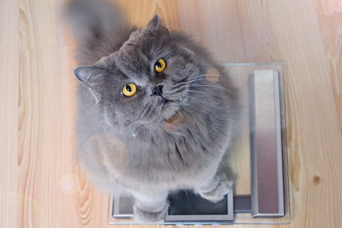 体重計に乗って上を見上げる猫