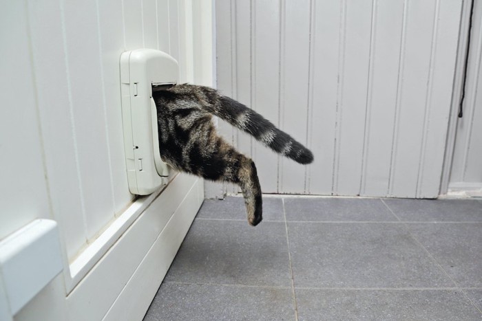 猫用の扉から部屋を移動する猫