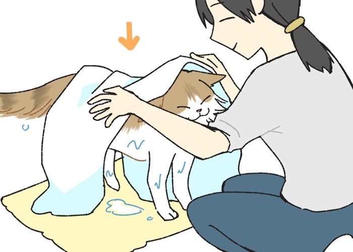吸水性の高いタオルで水分を十分に拭き取っている猫の飼い主