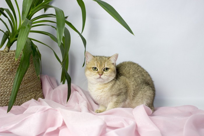 ピンクの布上のチンチラの子猫