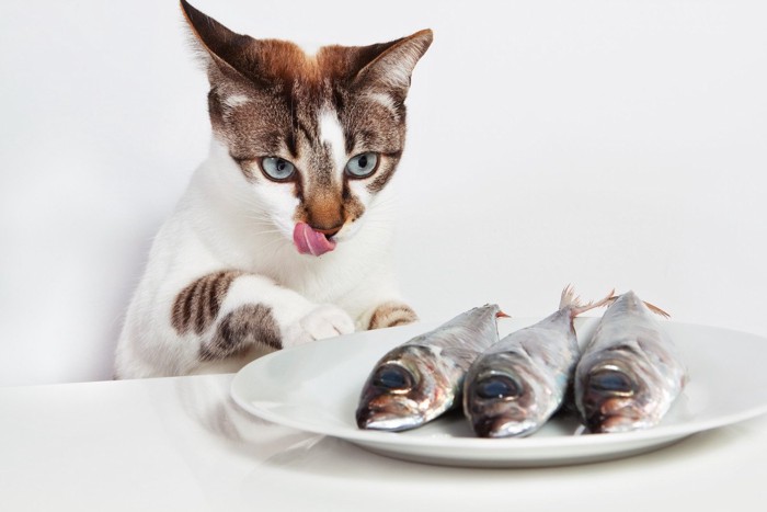 テーブルの魚に舌舐めずりをする猫