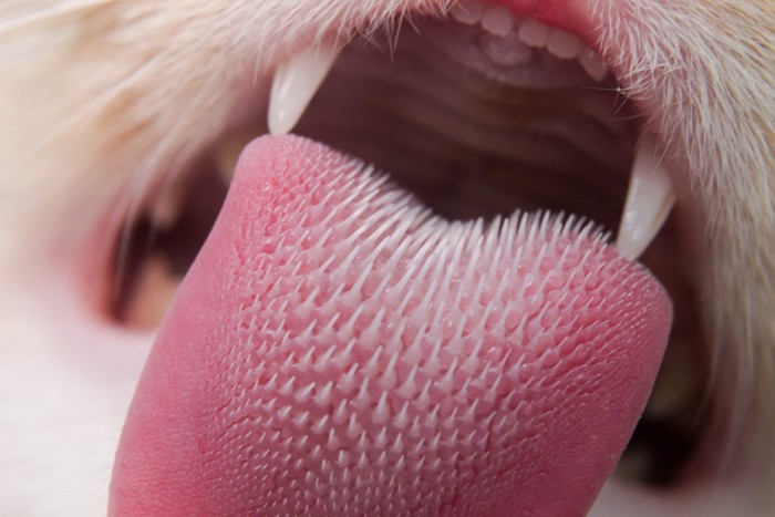 猫の舌のアップ
