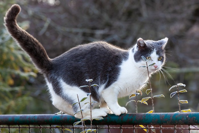 フェンスの上を歩く猫