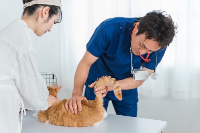 動物病院でおしりの診察を受ける猫