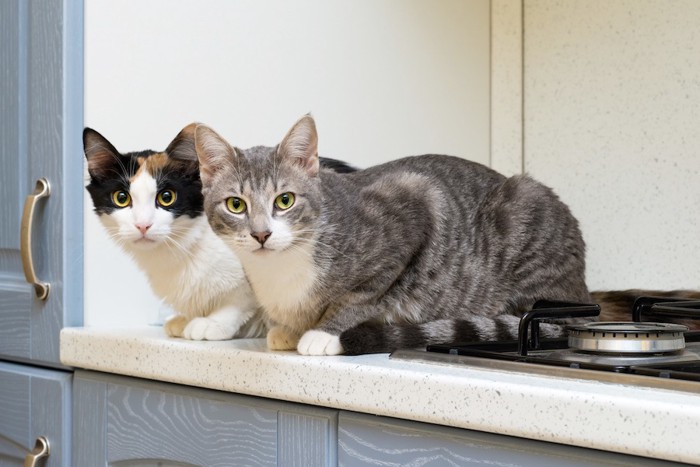 キッチンに登り見つめる二匹の猫