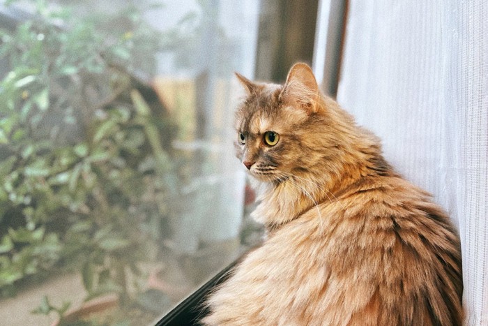 座って窓の外を見る長毛の猫