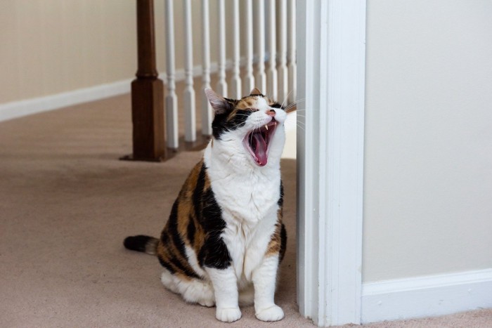 部屋の入口に座ってあくびをする猫