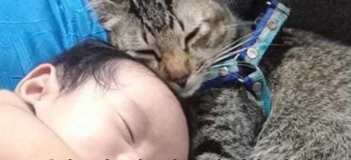 赤ちゃんの顔の近くで眠るキジトラ猫