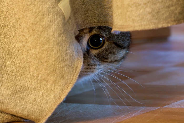 怯えて隠れる猫