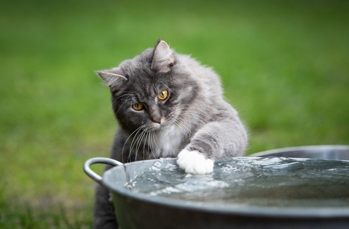 水に触れる猫