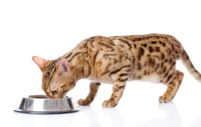 ごはんを食べるベンガル猫