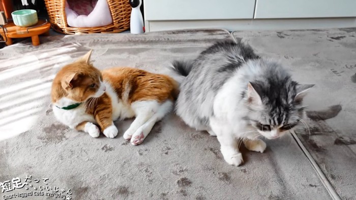 茶白猫と長毛猫