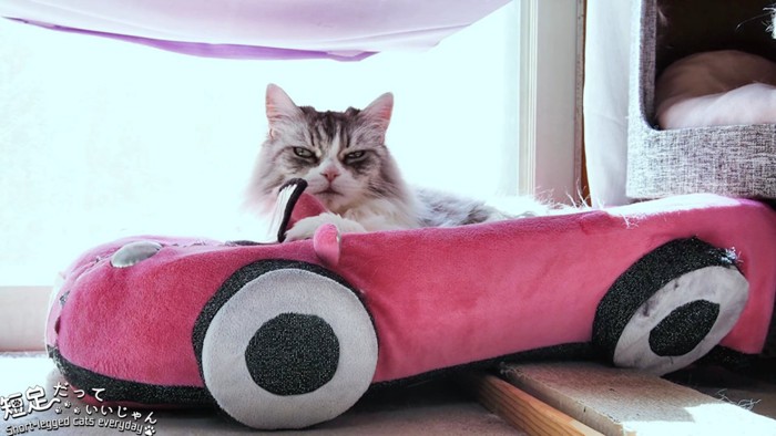 ピンク色の車のベッドにいる猫