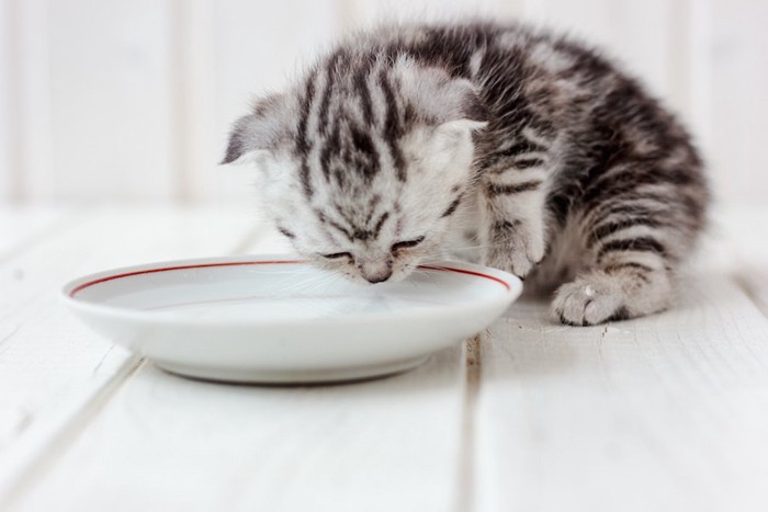 お皿から水を飲む子猫