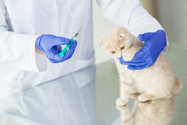 猫エイズのワクチンを接種する猫