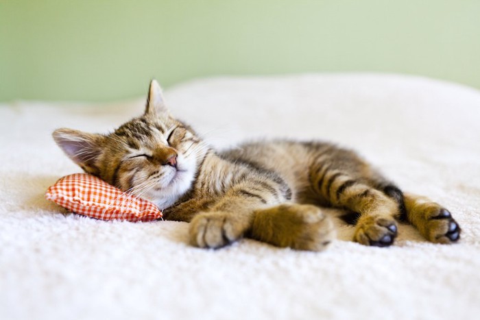 夏用の枕を使って眠る子猫