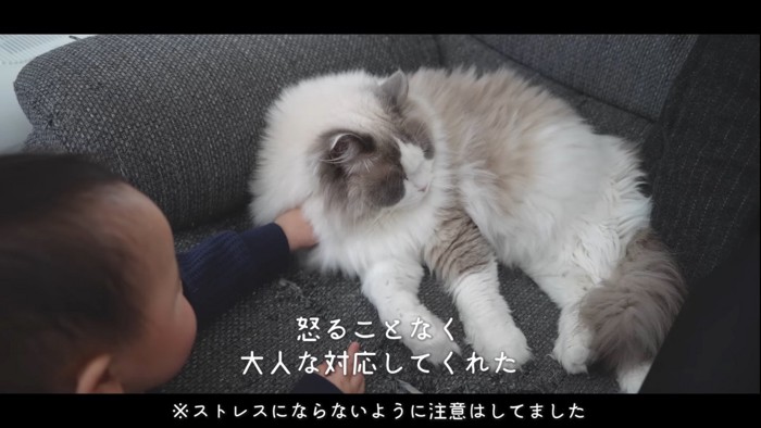 赤ちゃんに触られる猫
