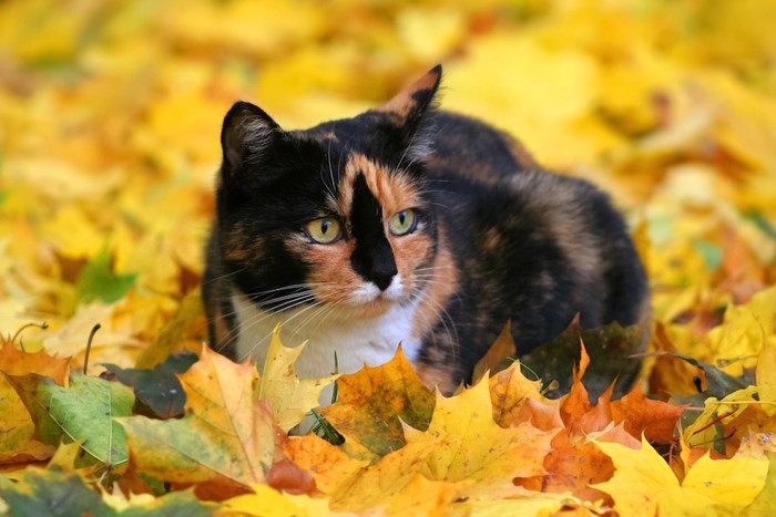 紅葉の中で座るサビ柄猫
